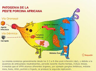 Declarada la Peste Porcina Africana en una zona de la República Checa fuera de las zonas de restricción