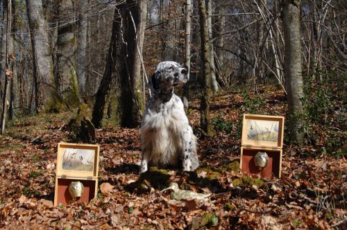 Proyecto Becada: una iniciativa encaminada al sostenimiento de la especie para garantizar su futuro