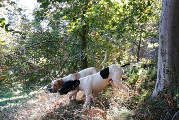 Setter y pointer: dos razas especialmente dotadas para labores cinegéticas