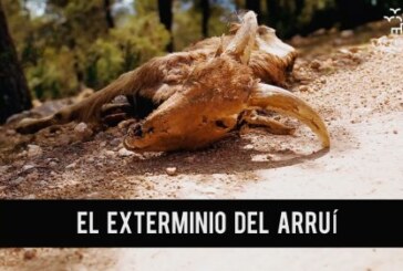 Fundación Artemisan solicita al Gobierno de Murcia el contenido íntegro del plan de medidas para erradicar al arruí en Sierra Espuña