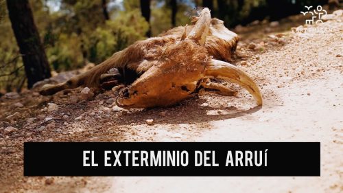 Fundación Artemisan solicita al Gobierno de Murcia el contenido íntegro del plan de medidas para erradicar al arruí en Sierra Espuña