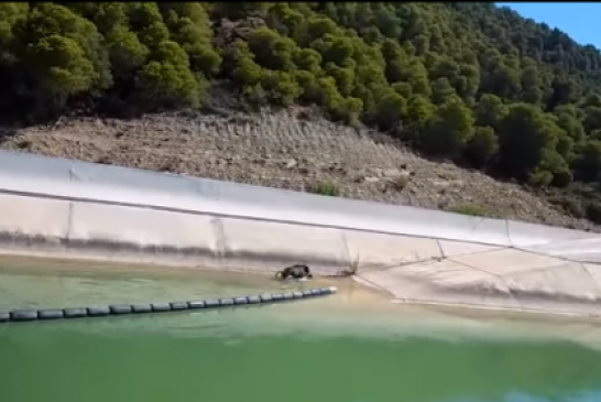 Los bomberos rescatan un jabalí en el Canal de Navarra