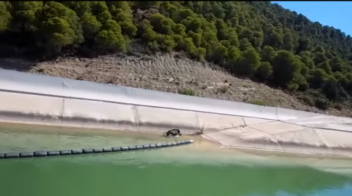 Los bomberos rescatan un jabalí en el Canal de Navarra