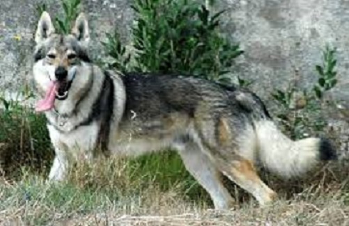 Navarra: Denuncian ataques de perros lobo checoslovacos a niños en Caparroso