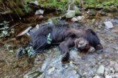 Asturias: La necropsia revela que los osos de Combo murieron al despeñarse tras una pelea