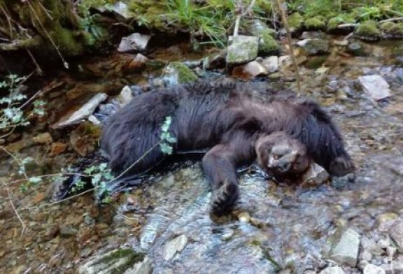 Asturias: La necropsia revela que los osos de Combo murieron al despeñarse tras una pelea