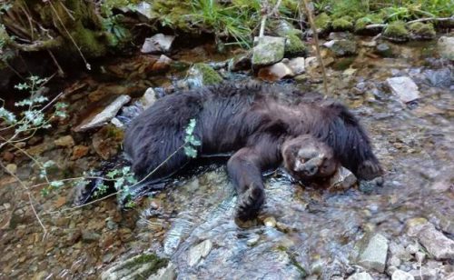 Asturias: La necropsia revela que los osos de Combo murieron al despeñarse tras una pelea