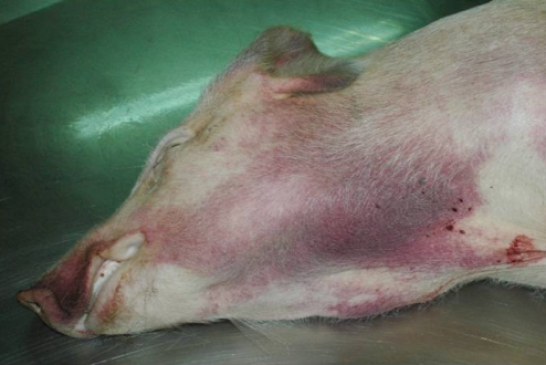 Alerta ante el aumento del riesgo de la llegada de la Peste Porcina Africana a España