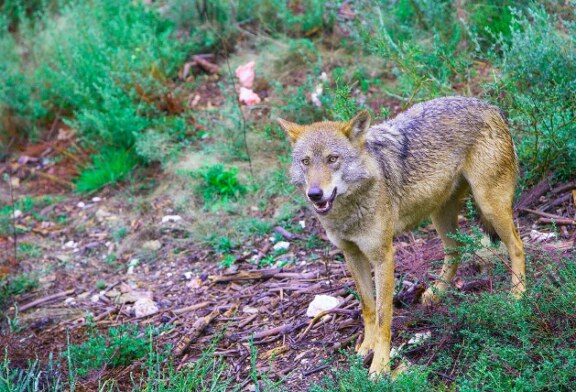 La Junta autoriza la caza de 51 lobos en la provincia de León esta temporada