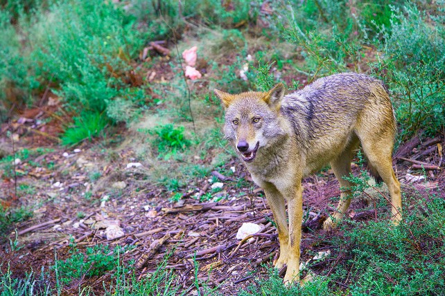 La Junta autoriza la caza de 51 lobos en la provincia de León esta temporada