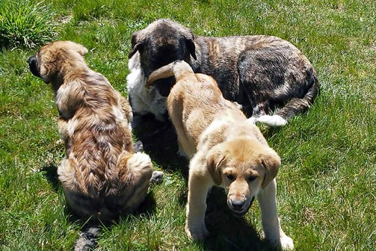 UNITEGA valora negativamente las ayudas para prevención de daños del lobo y jabalí