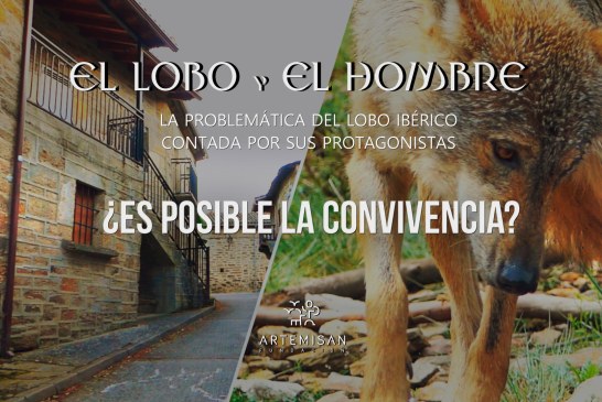 “El lobo y el hombre”: Fundación Artemisan realiza un documental sobre los retos de la gestión del lobo en España