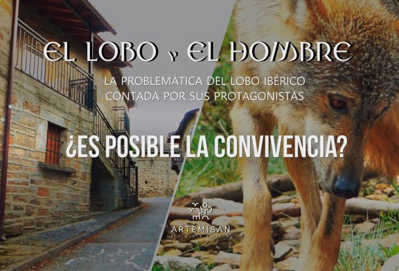 “El lobo y el hombre”: Fundación Artemisan realiza un documental sobre los retos de la gestión del lobo en España