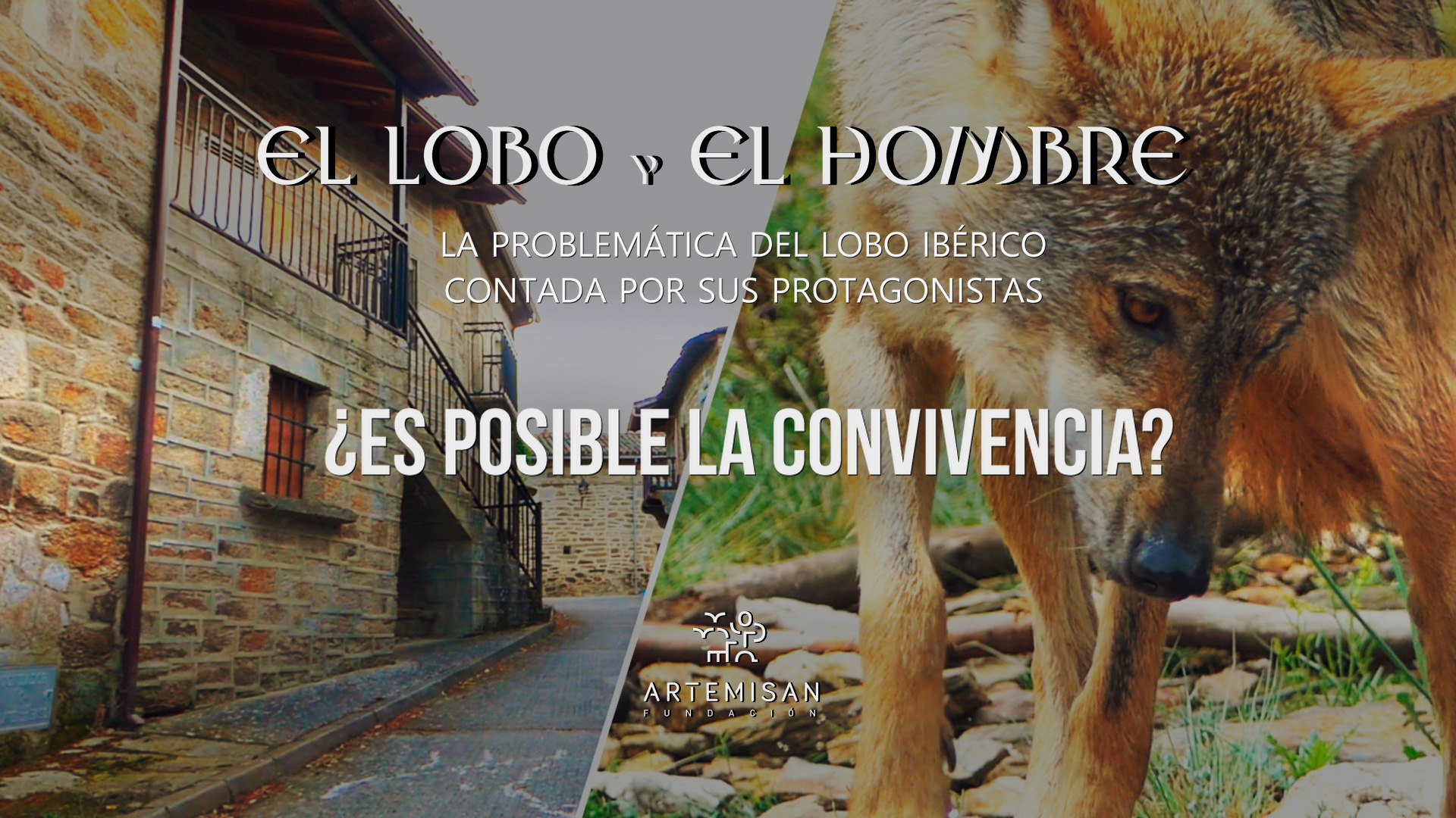 “El lobo y el hombre”: Fundación Artemisan realiza un documental sobre los retos de la gestión del lobo en España