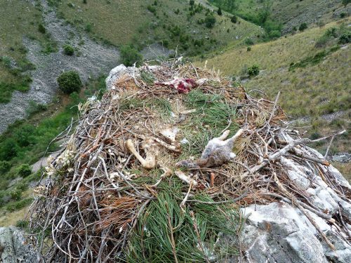 PROYECTO AEQUILIBRIUM 2017. LOS PRIMEROS DATOS CONFIRMAN LA RELEVANCIA DE LAS CRÍAS DE CORZO EN LA DIETA DE LAS ÁGUILAS REALES DEL CENTRO DE ESPAÑA.