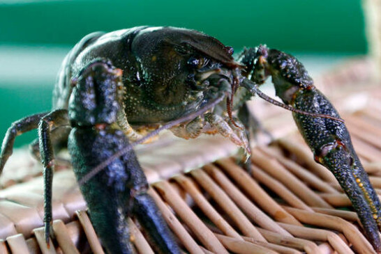 Hallan en Navarra y Cataluña cangrejos autóctonos resistentes a la afanomicosis