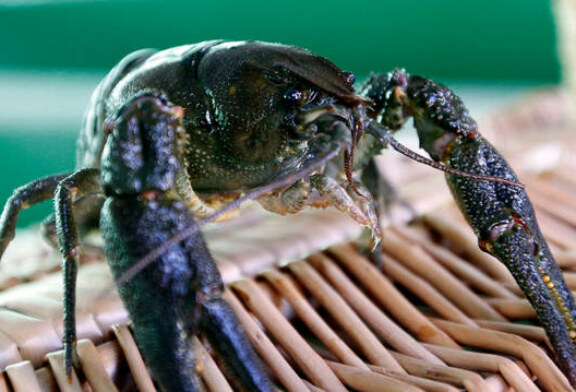 Hallan en Navarra y Cataluña cangrejos autóctonos resistentes a la afanomicosis
