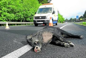 Cada día se produce en Álava un accidente de tráfico por fauna silvestre