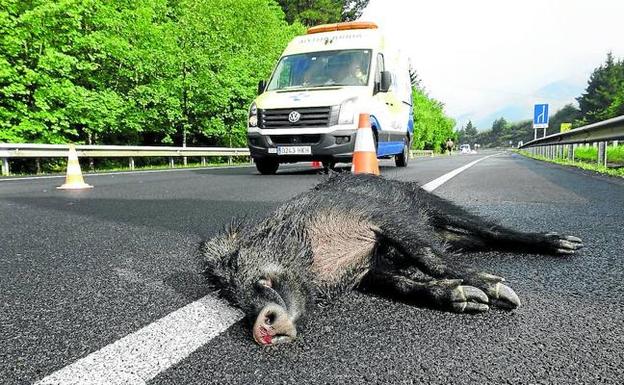 Cada día se produce en Álava un accidente de tráfico por fauna silvestre