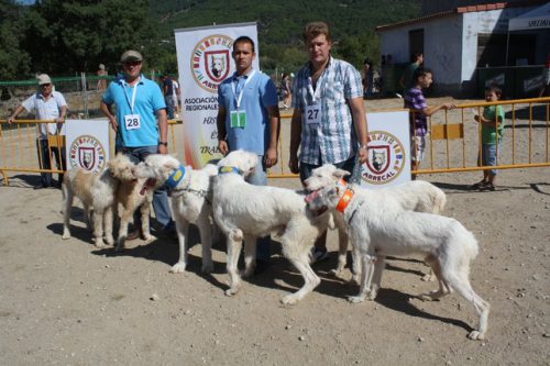 Arrecal denuncia la esterilización de las rehalas deportivas que propone el Gobierno de Castilla La Mancha