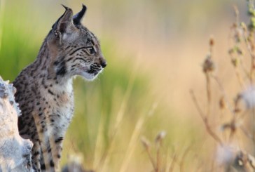 El cachorro de lince ibérico que fue retirado del campo tras el abandono materno sigue creciendo sano y fuerte en Doñana