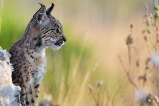 El cachorro de lince ibérico que fue retirado del campo tras el abandono materno sigue creciendo sano y fuerte en Doñana