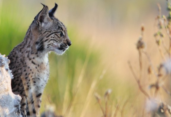 El cachorro de lince ibérico que fue retirado del campo tras el abandono materno sigue creciendo sano y fuerte en Doñana