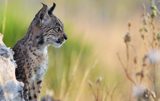 El cachorro de lince ibérico que fue retirado del campo tras el abandono materno sigue creciendo sano y fuerte en Doñana