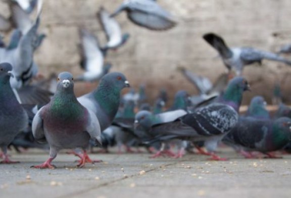 Alava: Crecen los problemas con las palomas en Vitoria