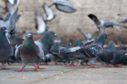 Alava: Crecen los problemas con las palomas en Vitoria