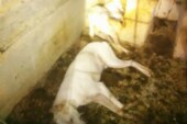 Carta abierta de la familia rehalera Seara Pinedo, víctima del envenenamiento de 40 perros