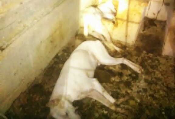 Carta abierta de la familia rehalera Seara Pinedo, víctima del envenenamiento de 40 perros