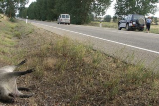 La proliferación de jabalíes, corzos y ciervos incrementa las posibilidades de accidentes de circulación