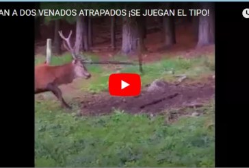 Venado con un asta incrustado por una disputa (+vídeo)