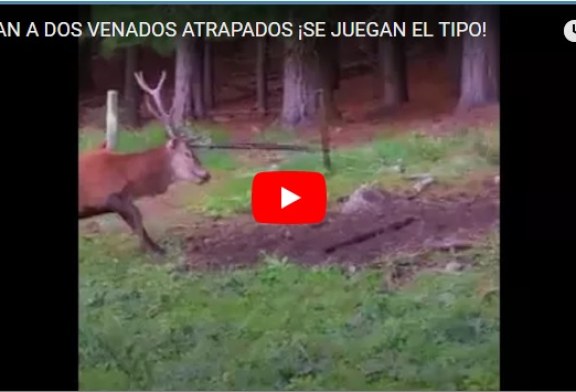 Venado con un asta incrustado por una disputa (+vídeo)