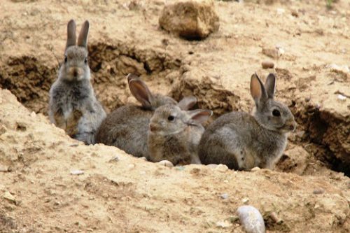 “La caza no es suficiente, hay que tomar medidas contundentes para acabar con la plaga de conejo”