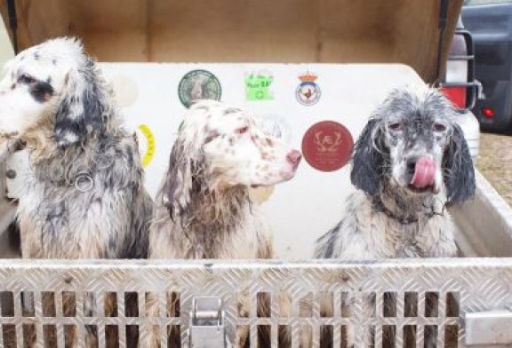 Los buenos cuidados del perro evitan disgustos durante la práctica cinegética