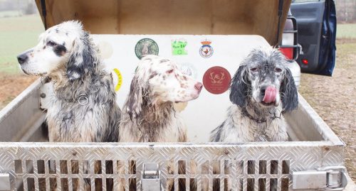 El País Vasco impone la vacuna obligatoria de la rabia en perros