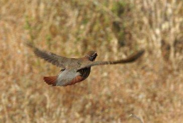 Navarra: Problemas entre la administración y cazadores por la gestión de la perdiz roja