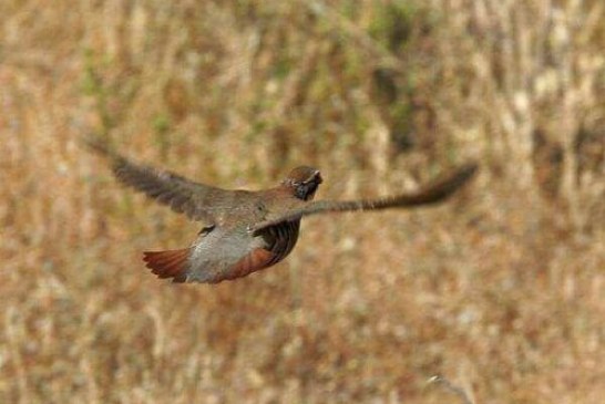 Navarra: Problemas entre la administración y cazadores por la gestión de la perdiz roja