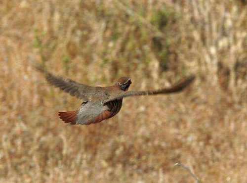 Navarra: Problemas entre la administración y cazadores por la gestión de la perdiz roja