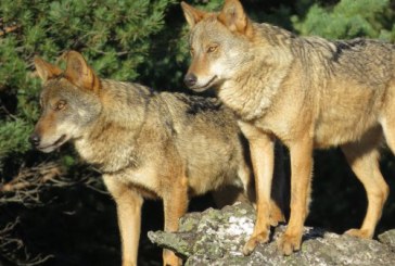 El lobo en Asturias: Realidad o ficción