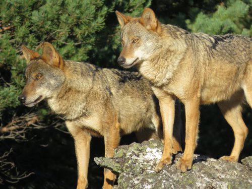 La Audiencia Nacional mantiene la prohibición de cazar lobos en España