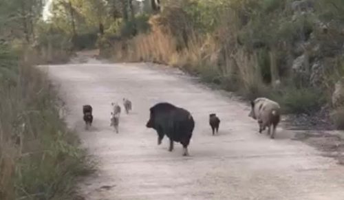 Valencia: Los cazadores denuncian la pérdida de biodiversidad que está provocando el cerdo vietnamita
