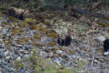 Los recientes incendios de Galicia y Asturias inciden directamente en las poblaciones de osos de la Cordillera Cantábrica