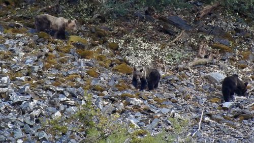 Los recientes incendios de Galicia y Asturias inciden directamente en las poblaciones de osos de la Cordillera Cantábrica