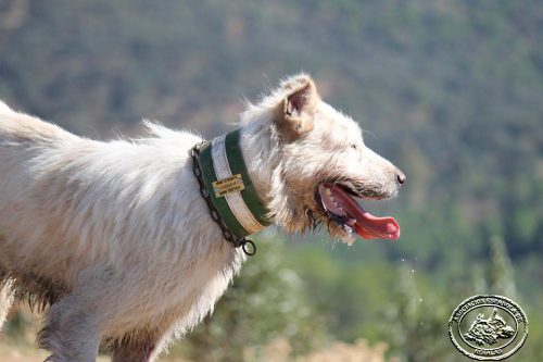 Publicado en instrumento de ratificación del Convenio Europeo de protección de animales