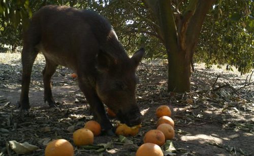 Desmadre en la Generalitat Valenciana por su mala gestión en la caza de jabalíes