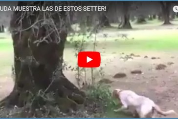 ¡Menuda muestra la de estos setter!