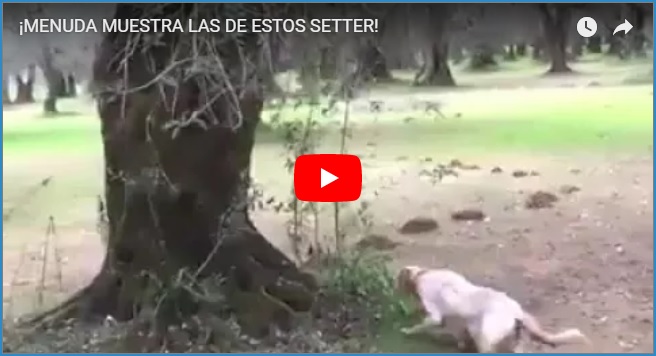 ¡Menuda muestra la de estos setter!